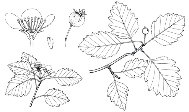 Botanical Illustration
